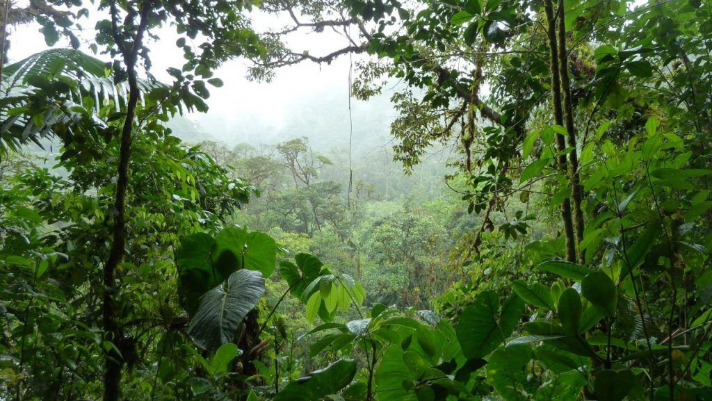 The Amazon jungle - home of many plant medicines